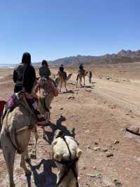 Camel ride along the sea 