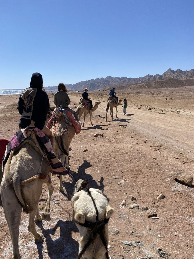 Camel ride along the sea 