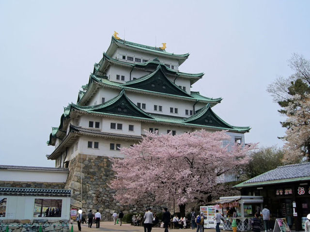 名古屋天守閣賞櫻美景