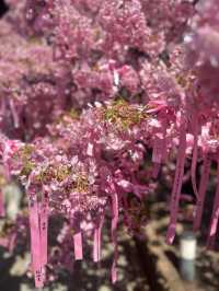 【桜神宮】河津桜とピンクリボン🎀が綺麗だった‼️