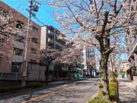 Yamazaki River Four Seasons Road (山崎川四季の道)