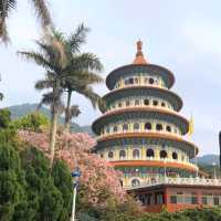 淡水天元宮，大台北地區的粉紅櫻花海