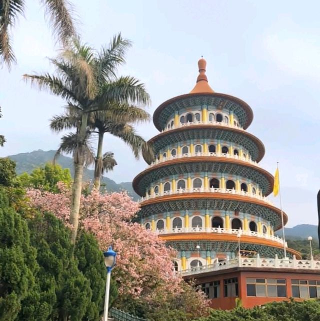 淡水天元宮，大台北地區的粉紅櫻花海