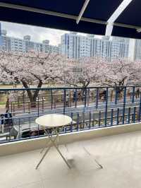 인생사진 득템, 부산의 벚꽃 강변길 여행코스는 여기가 딱이야!🌸🌸