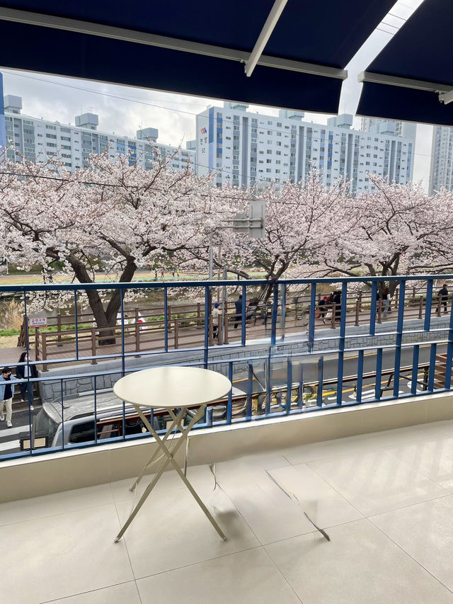 인생사진 득템, 부산의 벚꽃 강변길 여행코스는 여기가 딱이야!🌸🌸