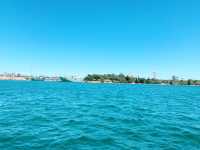 Sailing to the Wild Side