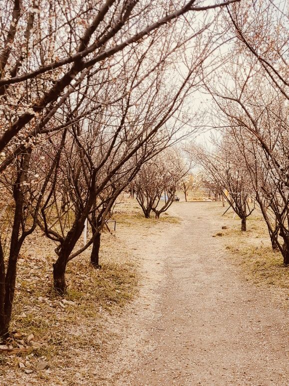 A Springtime Exploration of Local Beauty 💐 