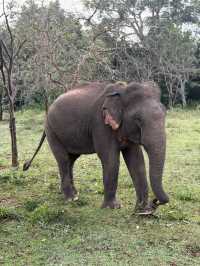 Yala’s Gala of Wildlife
