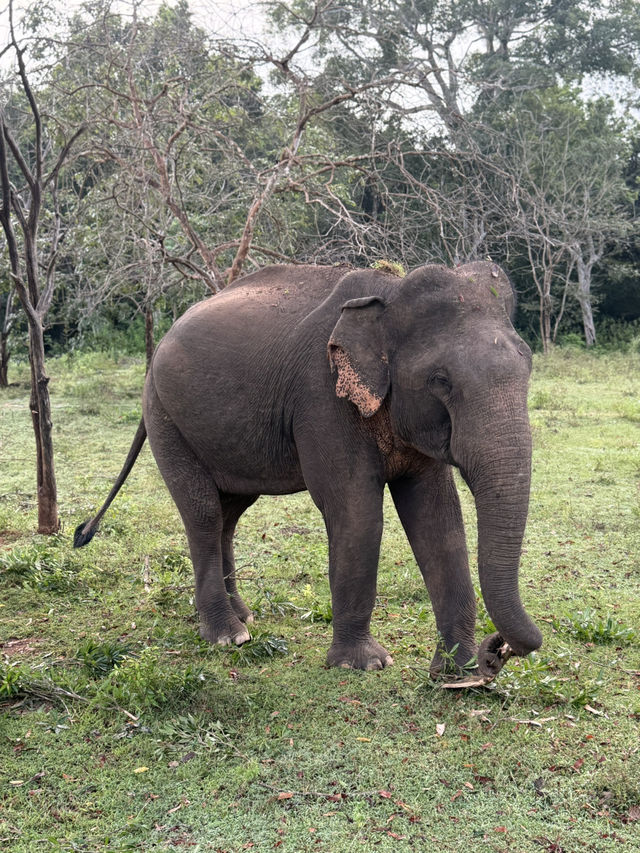 Yala’s Gala of Wildlife