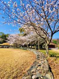 ONE OF THE BEST PLACE TO SEE CHERRY BLOSSOM !