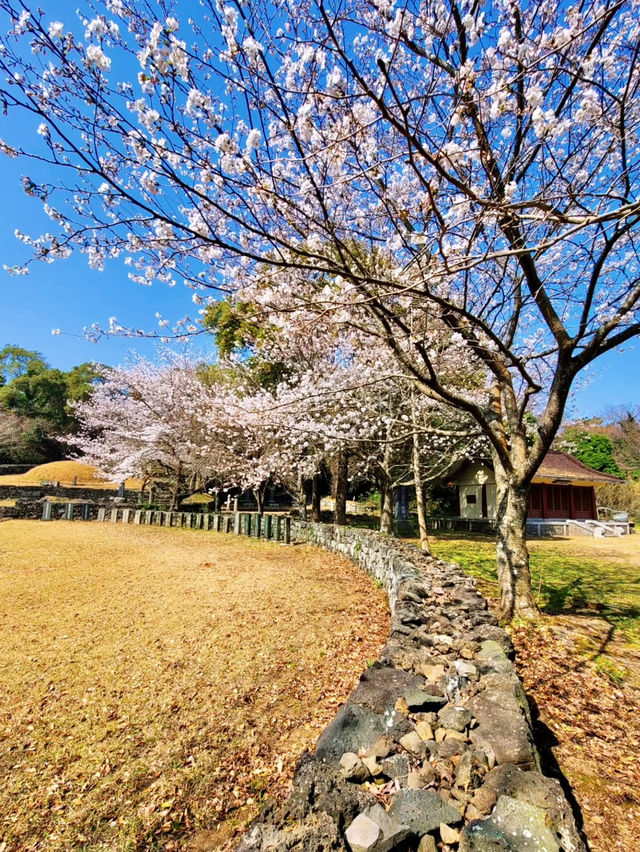 ONE OF THE BEST PLACE TO SEE CHERRY BLOSSOM !