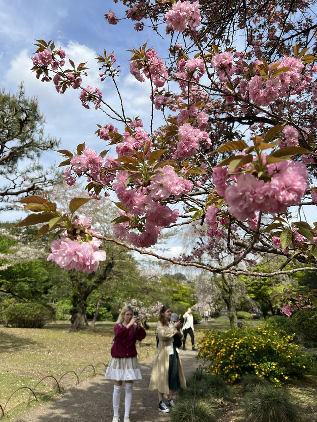 Spring Blossoms at Shinjuku Gyoen🌸