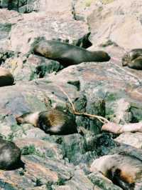Milford Sound: A Sustainable Journey into New Zealand’s Natural Wonder