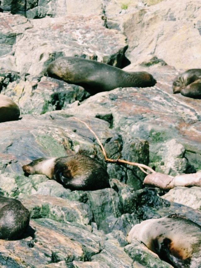 Milford Sound: A Sustainable Journey into New Zealand’s Natural Wonder