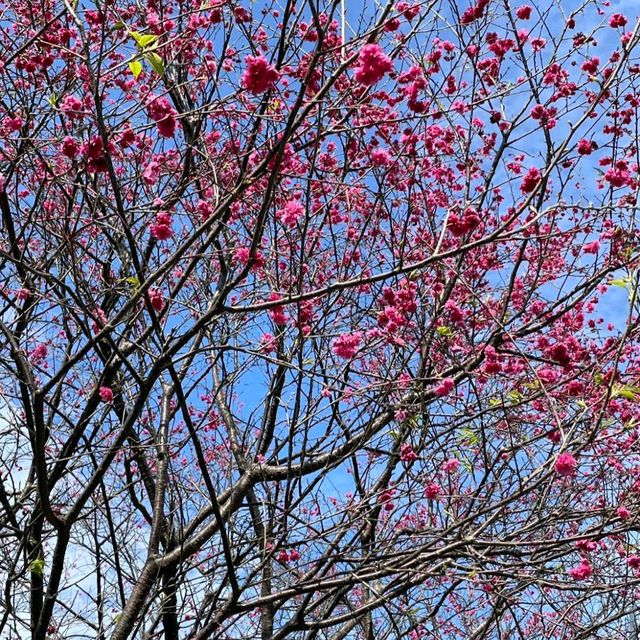 內湖樂活公園