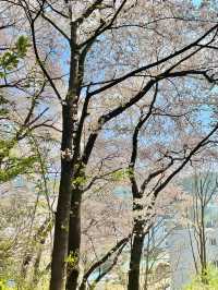 대전 테미공원 벚꽃동산 🌸✨  