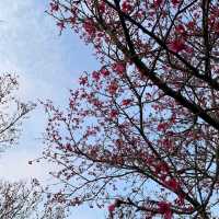 清華大學櫻花林