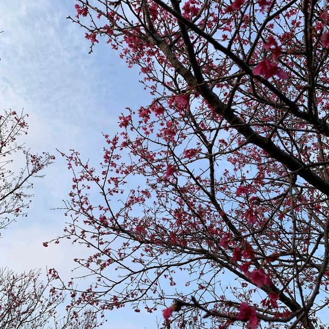 清華大學櫻花林