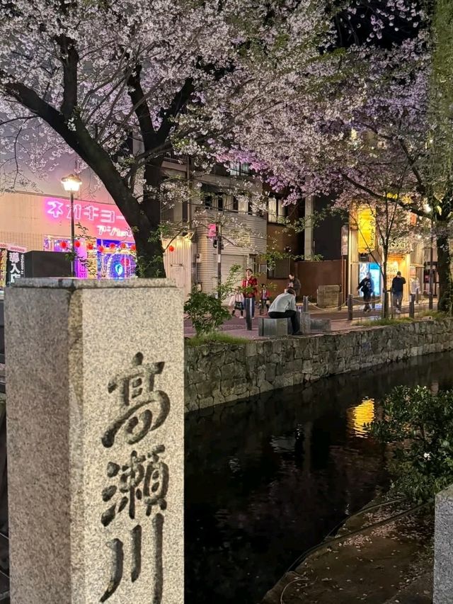 高瀨川櫻花運河，京都賞夜櫻的好去處！
