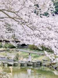 【山口】絶景の桜と温泉を楽しむ♨️長門湯本温泉