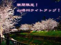 【名古屋】さくら名称100選🌸山崎川の桜並木のライトアップ✨