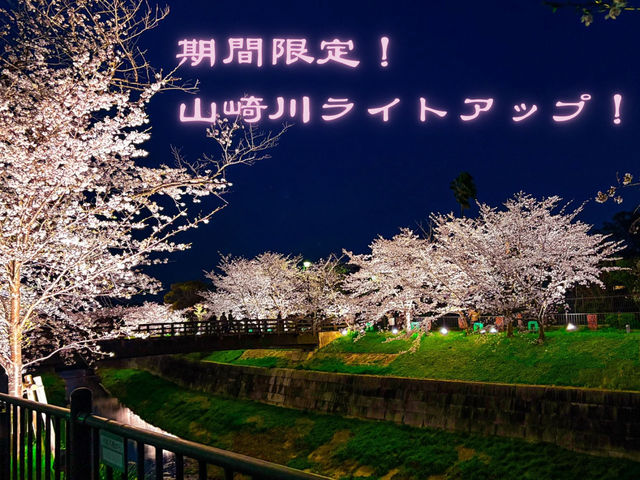 【名古屋】さくら名称100選🌸山崎川の桜並木のライトアップ✨