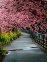 🌸💕 Sakura Magic: Petals, Peace & Pure Joy! 💕🌸