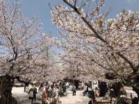 東別院站市集&賞櫻🌸