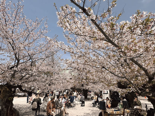 東別院站市集&賞櫻🌸