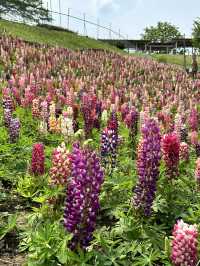 【栃木×鹿沼市花木センター】3万本のルピナスが斜面に・・