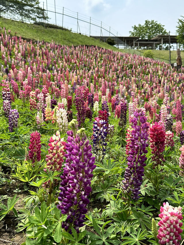 【栃木×鹿沼市花木センター】3万本のルピナスが斜面に・・