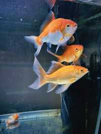 哇！太子金魚街，藏在香港的夢幻水族世界？