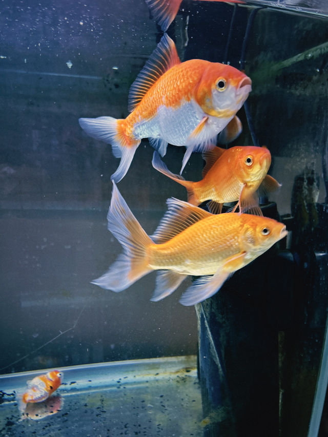 哇！太子金魚街，藏在香港的夢幻水族世界？