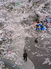 太田山公園で桜の美しさを堪能🌸