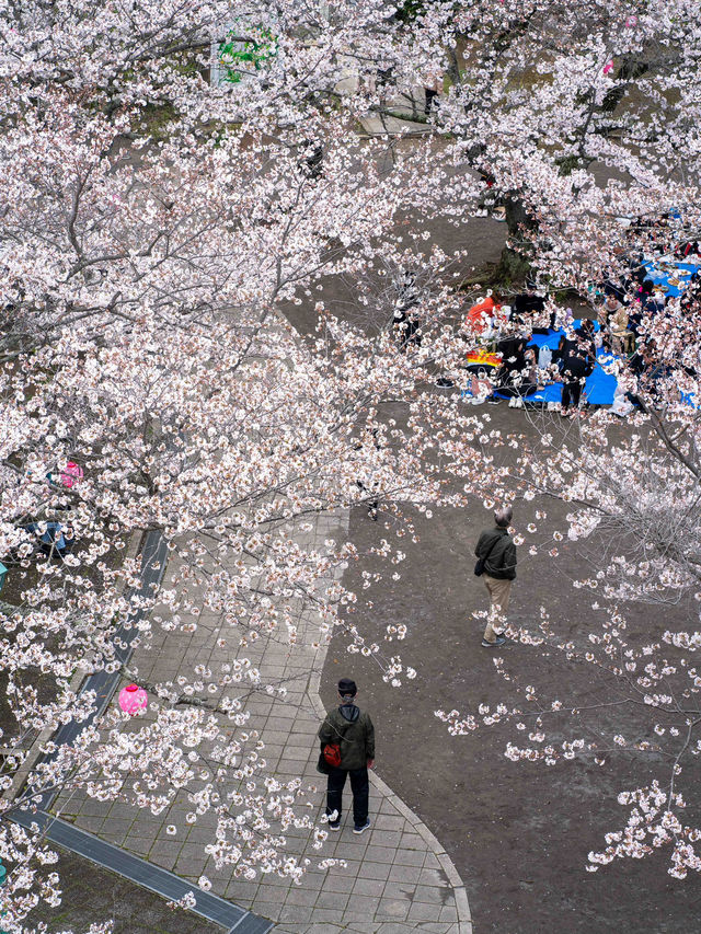 太田山公園で桜の美しさを堪能🌸