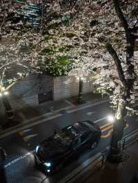 満開の桜トンネル！アークヒルズの見頃を狙って行こう