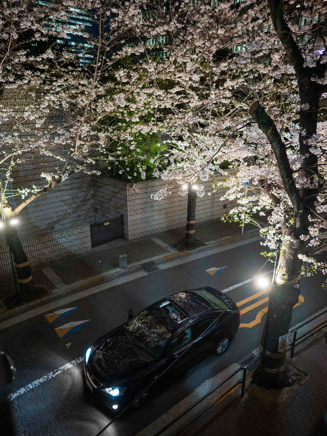 満開の桜トンネル！アークヒルズの見頃を狙って行こう