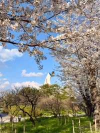 大阪賞櫻-萬博紀念公園，來張太陽之塔與櫻花同框合照！