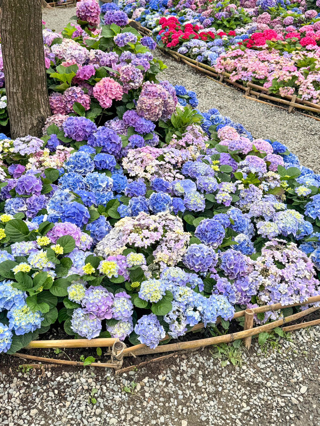台北大森林公園｜城市裡的秘密花園
