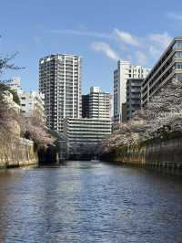 【天王洲】満開の桜！目黒川クルーズ🌸