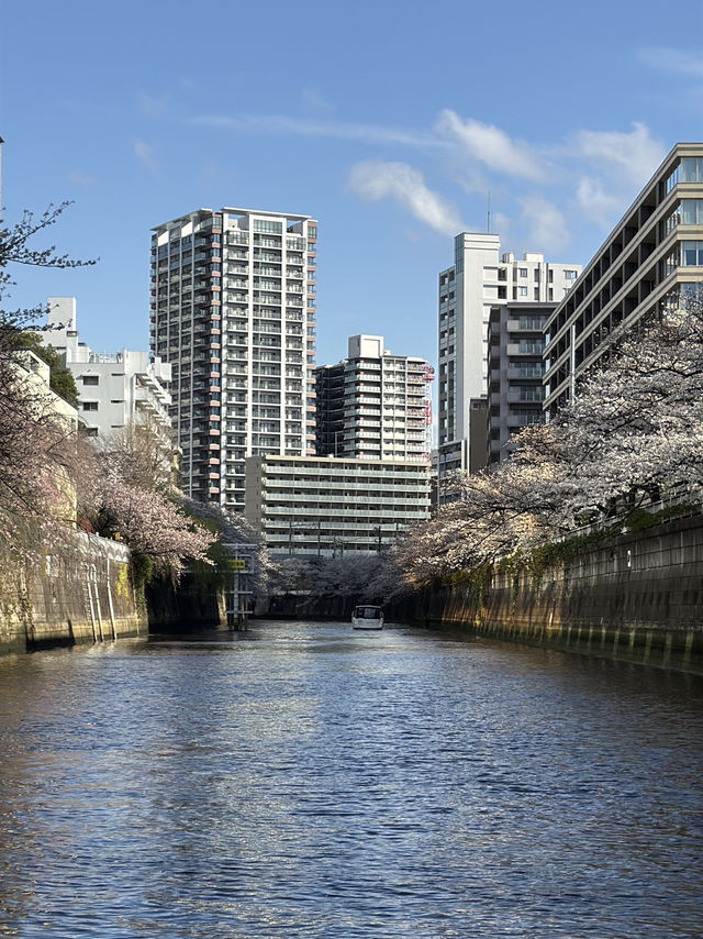 【天王洲】満開の桜！目黒川クルーズ🌸