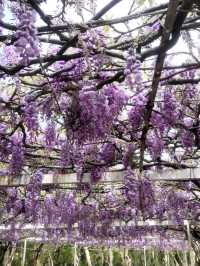 紫藤花開