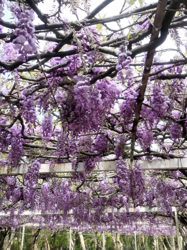 紫藤花開