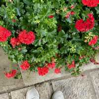Lijiang: A City Full of Flowers
