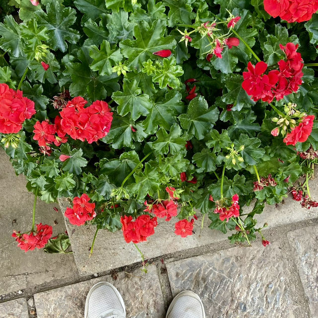 Lijiang: A City Full of Flowers