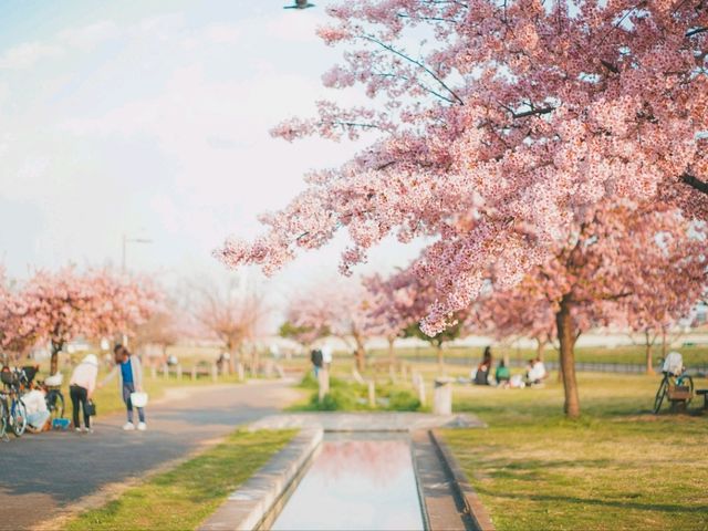Hidden Cherry Blossom Gem – Kanazuka Sakura Playground