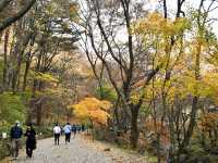 【🍁山寺の絶景】龍門寺の紅葉が幻想的！