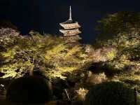 京都車站周邊賞櫻首選---東寺•夜櫻