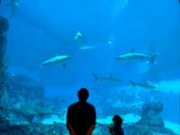 A Magical Day at S.E.A. Aquarium Singapore – Perfect for Kids and Families!