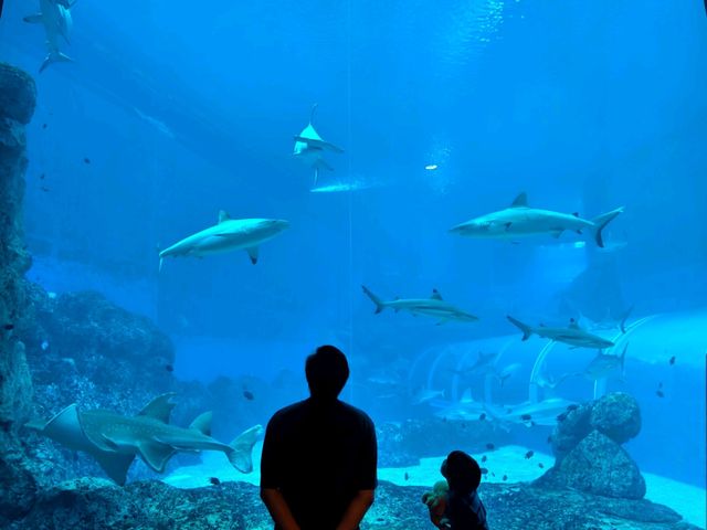 A Magical Day at S.E.A. Aquarium Singapore – Perfect for Kids and Families!